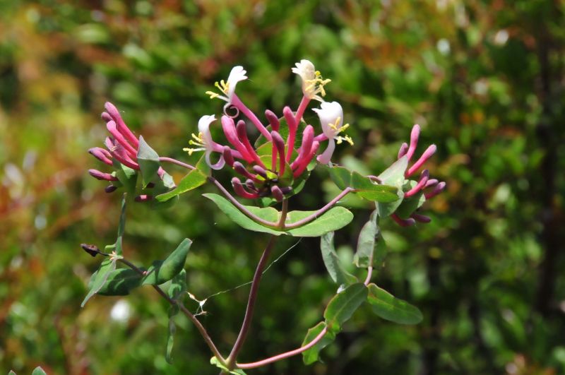 Lonicera implexa / Caprifoglio mediterraneo